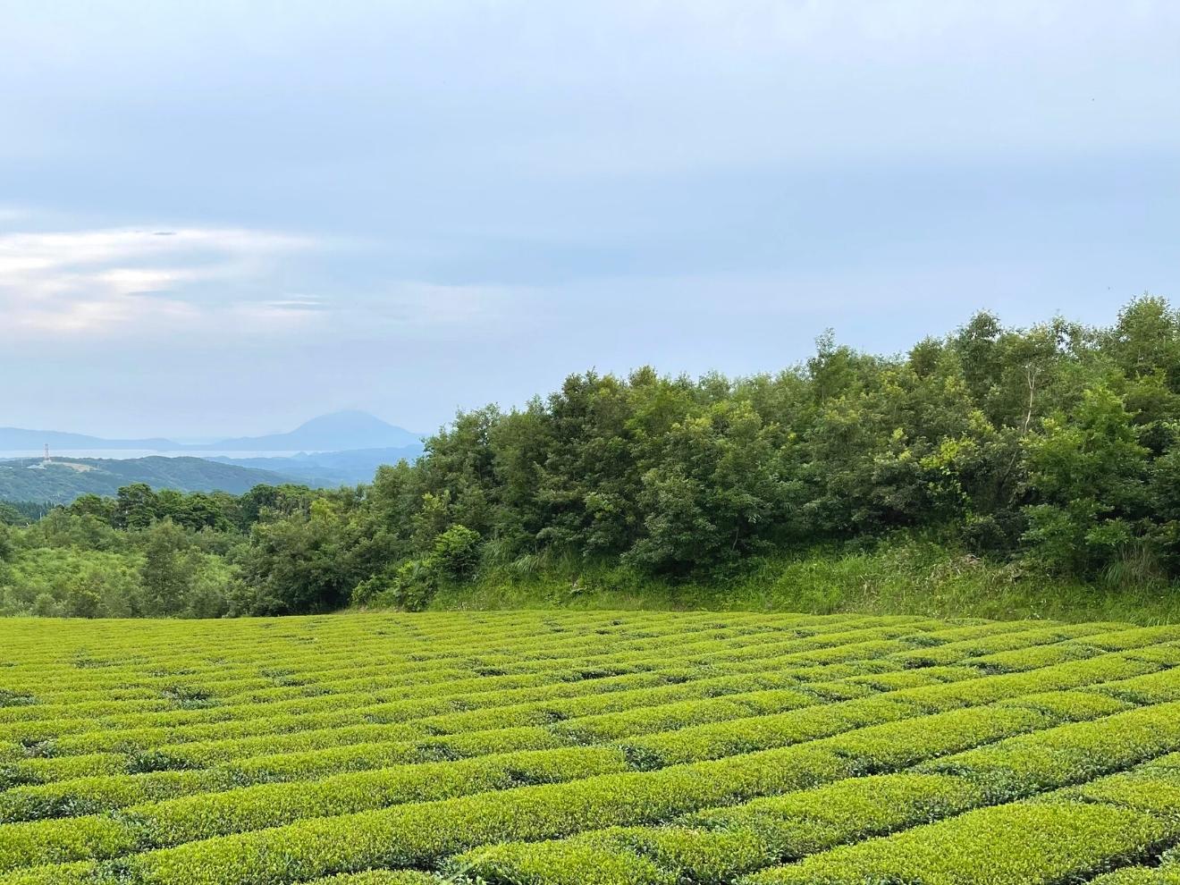 豊かな大地が育む鹿児島の茶畑へ