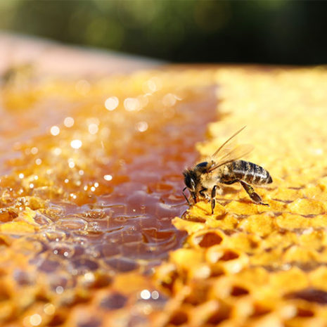 butu_echinasea05 素材:プロポリス