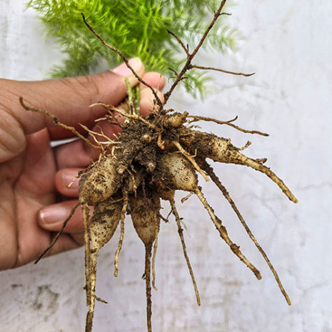 butu_Womans50_04 マルチビタミン&ミネラル ウーマンリバランス04_シャタバリ