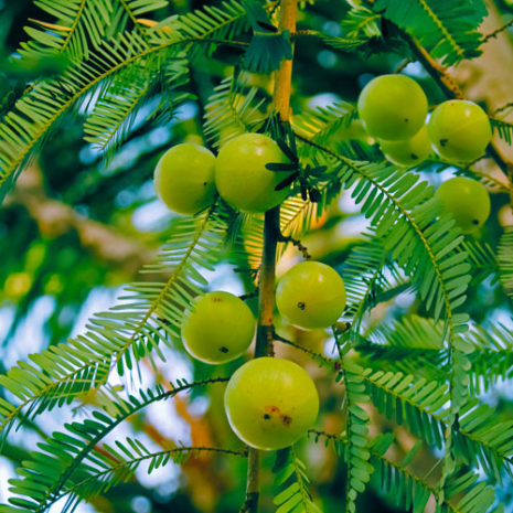 butu_Womans50_05 マルチビタミン&ミネラル 05_アムラ