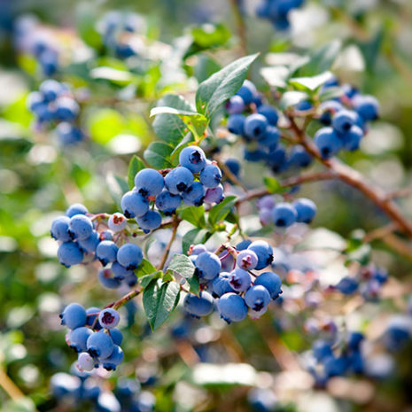 butu_Womans_06 マルチビタミン&ミネラル 04_ワイルドブルーベリ