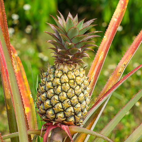 butu_Womans_mama_04 素材:パイナップル