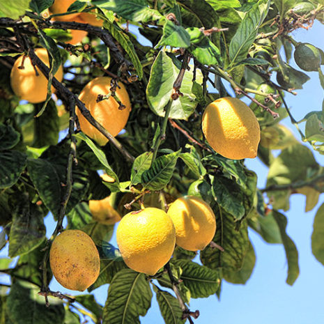 butu_B05 素材:レモンピール