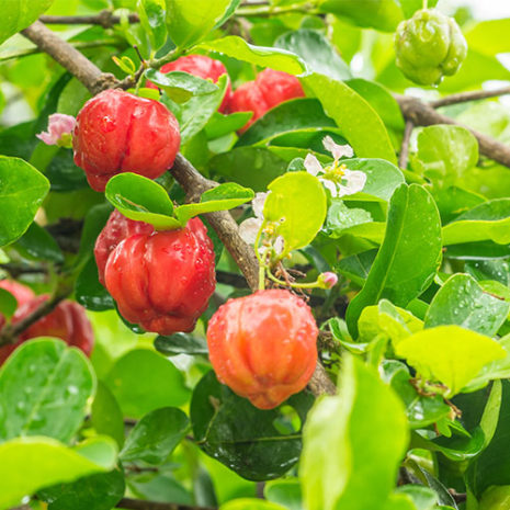 butu_IronVitaminC04 素材:アセロラ