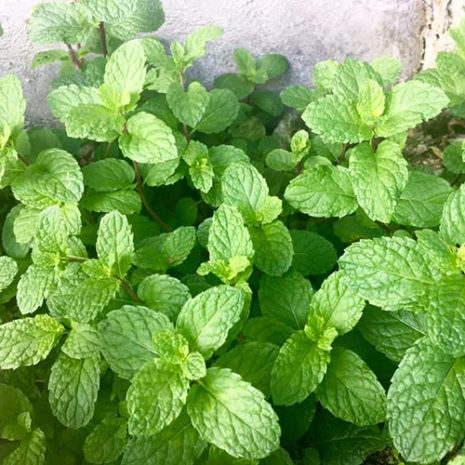 butu_calcium06 素材:ペパーミント