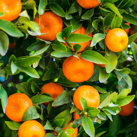 butu_chiled_04 素材:オレンジ