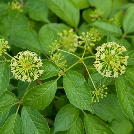 butu_men_05 マルチビタミン&ミネラル フォーメン05_エゾウコギ