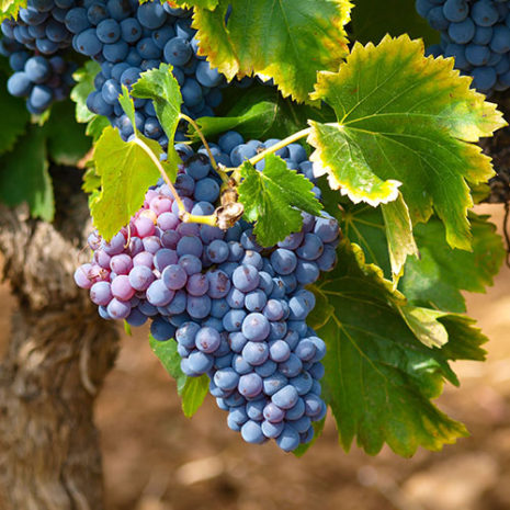 butu_opc04 素材:グレープシード