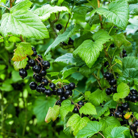 butu_opc05 素材:ブラックカラント(カシス)