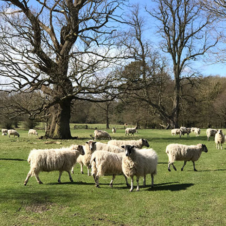 butu_vd04 素材:羊毛