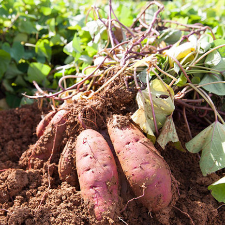 butu_vd05 素材:サツマイモ