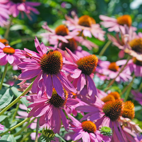 butu_zinc06 素材:エキナセア