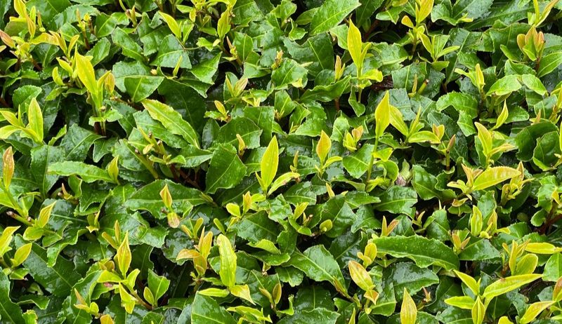 鹿児島の茶畑12